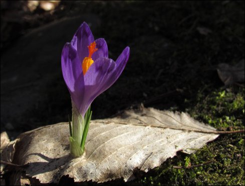 Натисніть, щоб побачити повний розмір