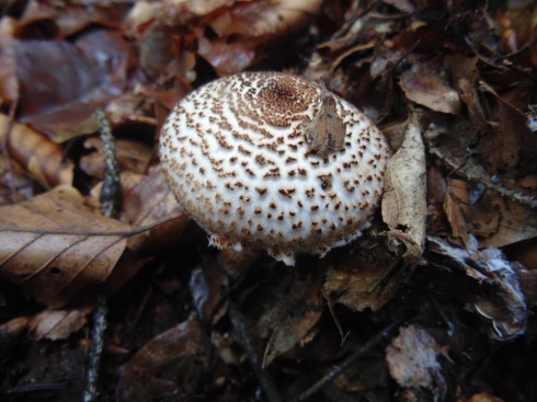 Натисніть, щоб побачити повний розмір