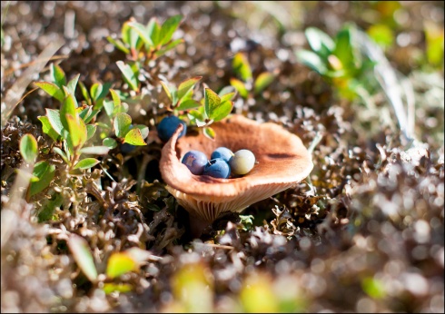 Натисніть, щоб побачити повний розмір