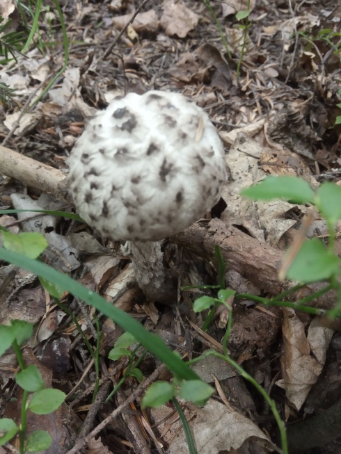 Натисніть, щоб побачити повний розмір