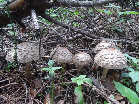 Натисніть, щоб побачити повний розмір