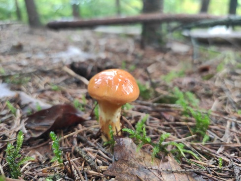 Натисніть, щоб побачити повний розмір