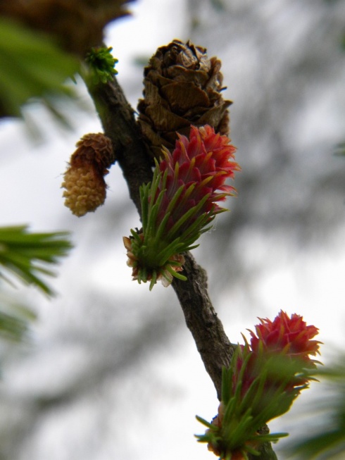 Натисніть, щоб побачити повний розмір