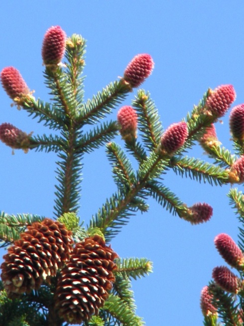 Натисніть, щоб побачити повний розмір