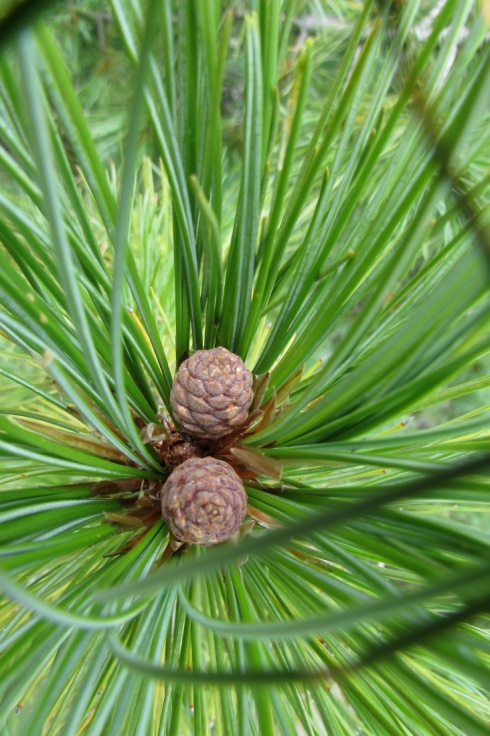 Натисніть, щоб побачити повний розмір