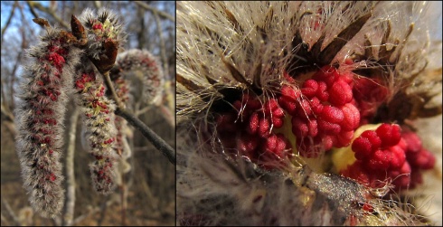 Натисніть, щоб побачити повний розмір