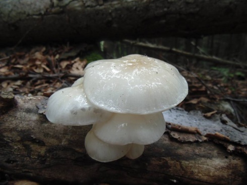 Натисніть, щоб побачити повний розмір