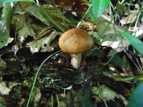 Натисніть, щоб побачити повний розмір