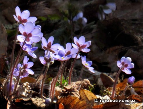 Натисніть, щоб побачити повний розмір