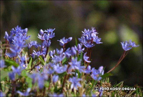 Натисніть, щоб побачити повний розмір