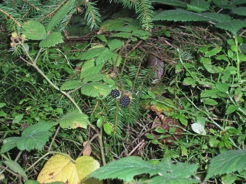 Натисніть, щоб побачити повний розмір