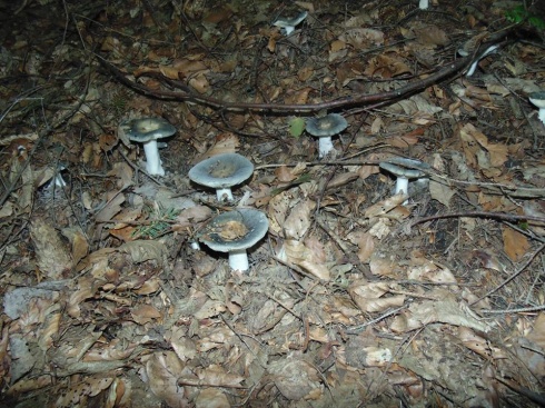 Натисніть, щоб побачити повний розмір