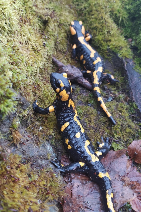 Натисніть, щоб побачити повний розмір