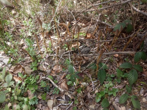 Натисніть, щоб побачити повний розмір