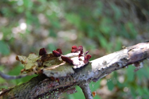 Натисніть, щоб побачити повний розмір