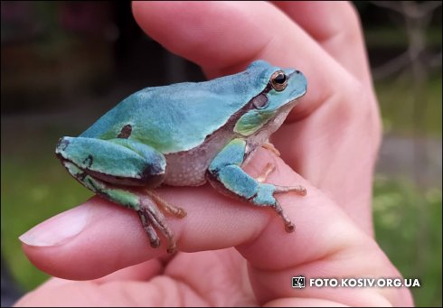 Натисніть, щоб побачити повний розмір