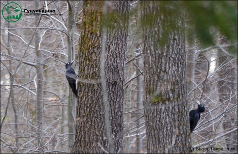 Натисніть, щоб побачити повний розмір