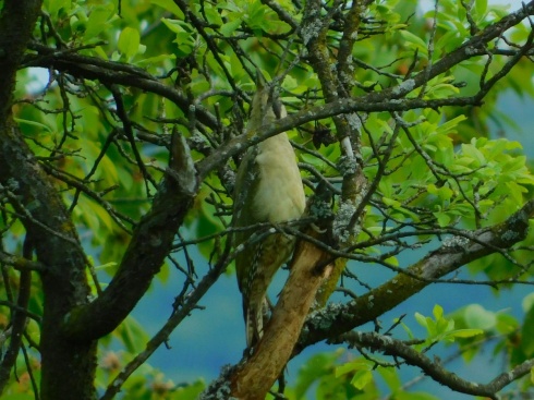 Натисніть, щоб побачити повний розмір