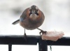 birds-kosiv-winter.jpg