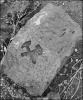 Цегла знайдена на місці колишньої солеварні у Косові, періоду австро-угорського панування на наших теренах