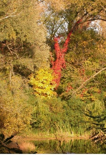 Натисніть, щоб побачити повний розмір