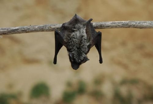 Натисніть, щоб побачити повний розмір