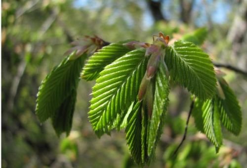Натисніть, щоб побачити повний розмір