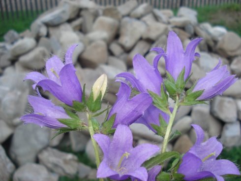 Натисніть, щоб побачити повний розмір